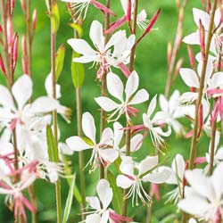 gaura-vela-da-pradaria-planta-vivaz