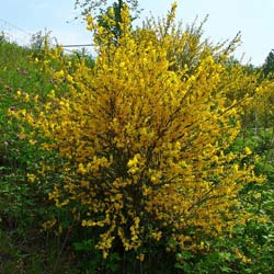 giesta-das-vassouras-cytisus-arbusto