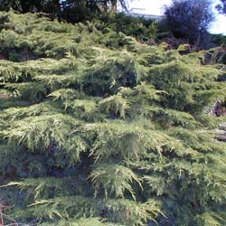 zimbro-juniperus-coniferas