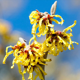 hamamelis-arbusto-floracao-de-inverno