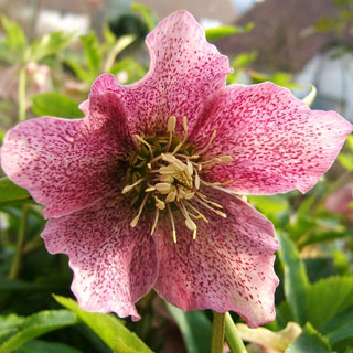 rosa-de-natal-helleborus