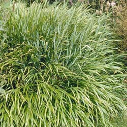 ervas-gramineas-do-japao-hakonechloa-macra