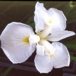 lirio-japones-iris-planta-vivaz
