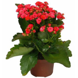 kalanchoe-plantas-de-interior