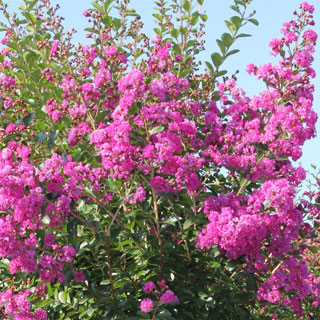 Lagerstroemia-flor-de-merenda-arbusto