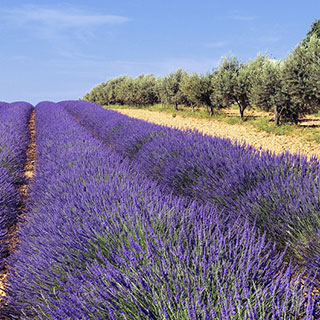 lavanda-alfazema-lavandula