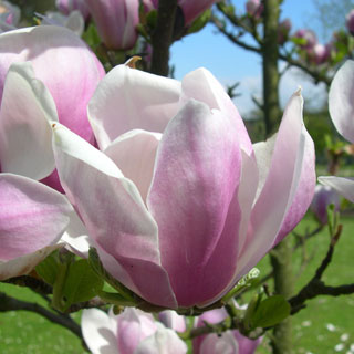magnolia-arbusto-terra-acida