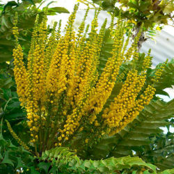 maonia-mahonia-arbusto