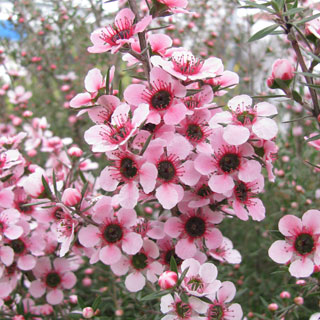 manuka-leptospermum-scoparium