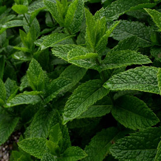 hortela-mentha-plantas-aromaticas