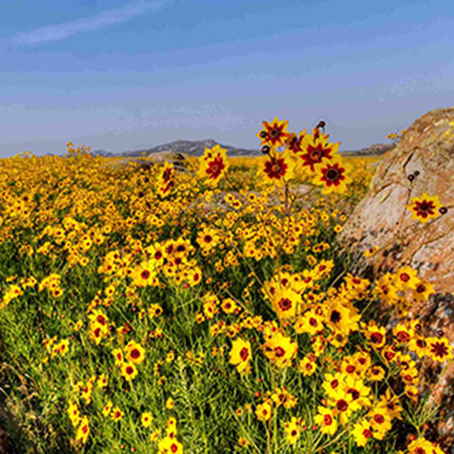 coreopsis-coreopsis