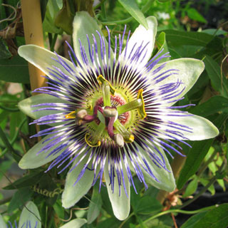 passiflora-plantas-trepadeiras