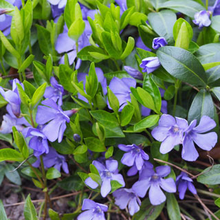 Pervincas-plantas-de-cobertura-do-solo