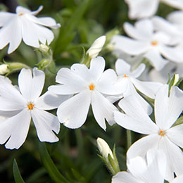 phlox-phlox