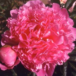 peonia-paeonia-lactiflora-plantas-vivazes