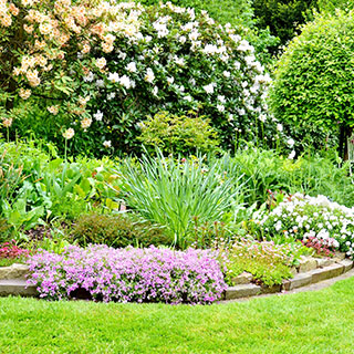 plantas-para-canteiros