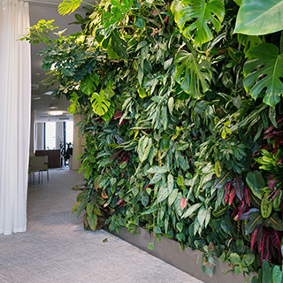 plantas-para-muros-vegetais-interiores