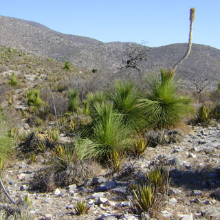 plantas-terra-seca