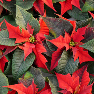 poinsettias-estrelas-de-natal-plantas-de-interior