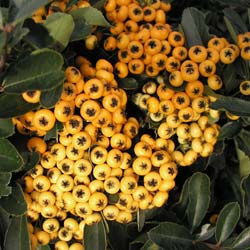 pyracantha-piracanta-arbusto