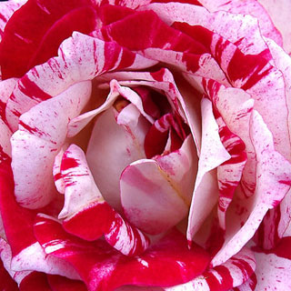 roseiras-variegadas-roseiras-multicoloridas