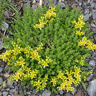 sedum-sedum