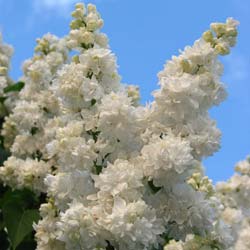 syringa-lilas-comum-arbusto