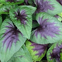 violeta-viola-plantas-vivazes