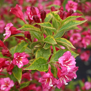 weigelia-arbusto