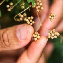 Semear ervas aromticas em vasos