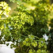 Semear ervas aromticas em vasos