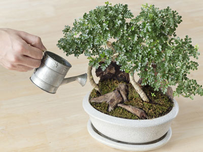 A rega do bonsai