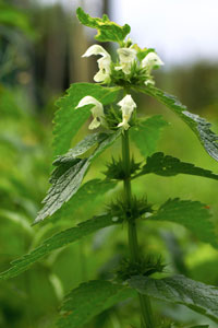 Les mauvaises herbes prennes