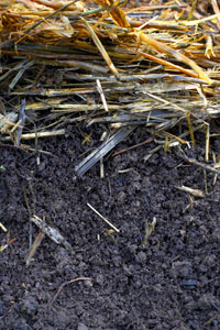 A cobertura vegetal para mondar ar ervas daninhas