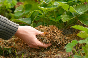 A cobertura vegetal para mondar ar ervas daninhas
