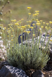 Criar uma rea ornamental de pedras