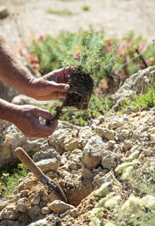 Criar uma rea ornamental de pedras