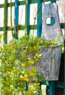 Cultivar em recipientes inslitos