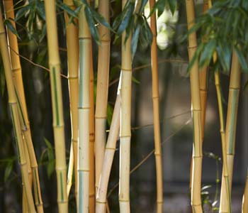 Cultivar bambu em vaso