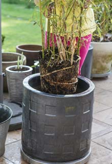 Cultivar bambu em vaso