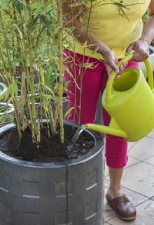Cultivar bambu em vaso