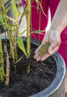 Cultivar bambu em vaso