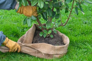 Transplantar uma árvore ou um arbusto