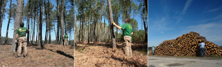 A explorao do pinheiro bravo