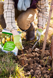 Fertilizar correctamente as sebes