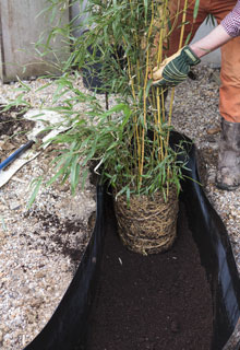 Plantao de uma sebe de bambu