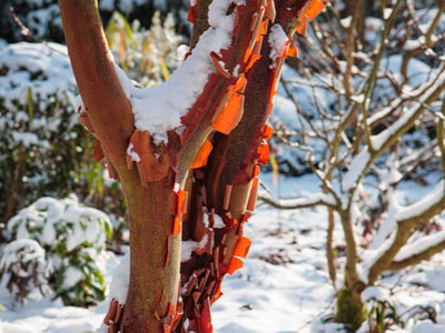 Como tornar o jardim atractivo no Inverno