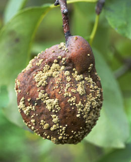 A podrido-castanha dos frutos