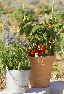 Legumes em vasos