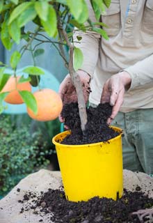 Cultivar agrumes em vasos